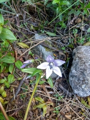 Gentianella rapunculoides