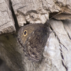 Cercyonis oetus