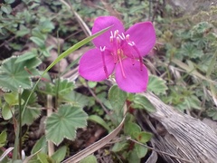 Heterocentron elegans