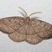 Curved-lined Looper Moth - Photo (c) ryanli, some rights reserved (CC BY-NC), uploaded by ryanli