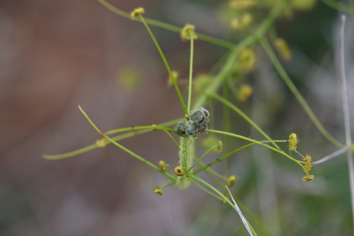 Drosera hirsuta (Drosera hirsuta)