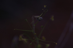 Drosera hirsuta