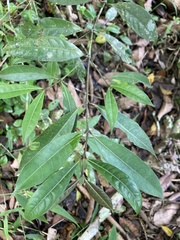 Faramea occidentalis