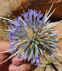 Echinops spinosissimus