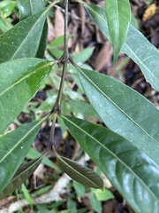 Faramea occidentalis