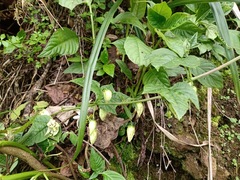 Passiflora sicyoides