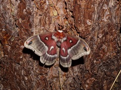 Hyalophora euryalus × gloveri