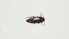 Enchodes sericea