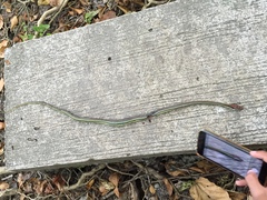 Dendrelaphis philippinensis