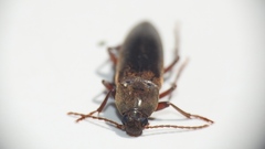 Enchodes sericea