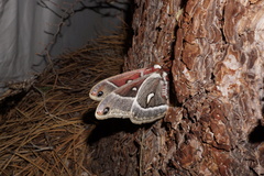 Hyalophora euryalus × gloveri