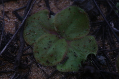 Drosera magna