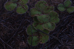 Drosera magna