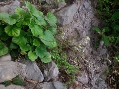 Heuchera acutifolia
