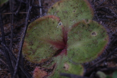 Drosera magna