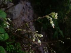 Heuchera acutifolia