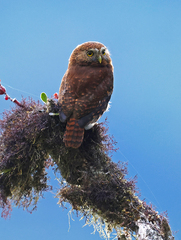 Glaucidium bolivianum
