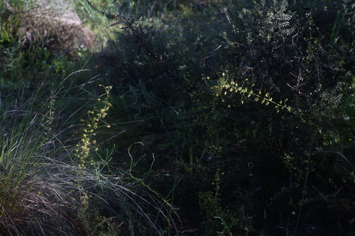 Drosera hirsuta (Drosera hirsuta)