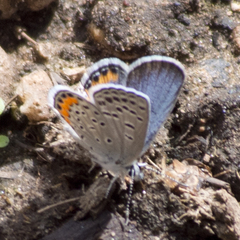 Icaricia lupini texanus