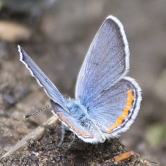 Icaricia lupini texanus