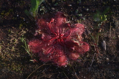 Drosera bulbosa