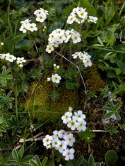 Androsace chamaejasme