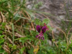 Cuphea calaminthifolia