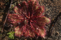 Drosera bulbosa
