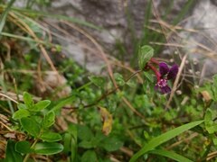 Cuphea calaminthifolia