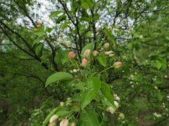 Malus baccata