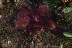 Drosera bulbosa