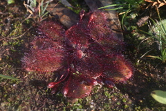 Drosera bulbosa