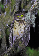 Megascops albogularis