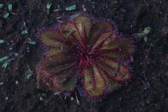 Drosera bulbosa