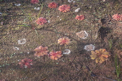 Drosera bulbosa