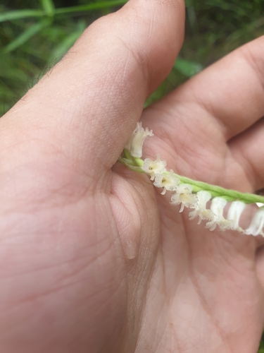 Image of Spiranthes laciniata by (c) Étienne Léveillé-Bourret, some rights reserved (CC BY)