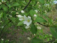 Malus baccata
