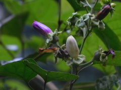 Amphilophium paniculatum