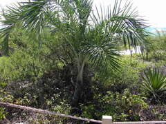 Pseudophoenix sargentii