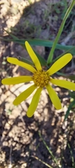 Senecio pinifolius