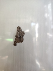 Peribatodes rhomboidaria