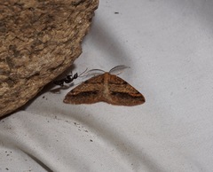 Drepanulatrix bifilata