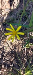 Senecio pinifolius