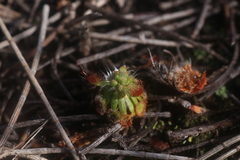 Drosera spilos