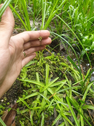 Pinguicula primuliflora