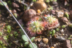 Drosera spilos