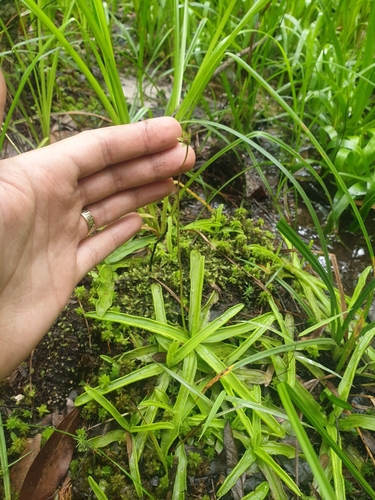 Pinguicula primuliflora