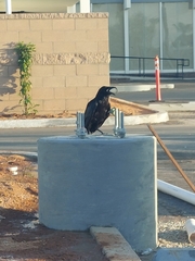 Corvus corax