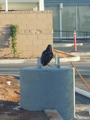 Corvus corax