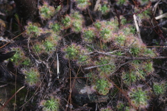 Drosera spilos